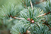 Pinus parviflora