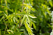 Liquidambar styraciflua 'Worplesdon'