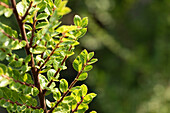 Ulmus parvifolia 'Seiju'