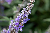 Vitex agnus-castus f. latifolia