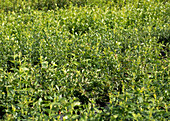 Deciduous trees in a tree nursery