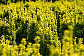 Taxus baccata 'Fastigiata Aureomarginata'