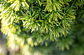 Taxus baccata 'Fastigiata Aureomarginata'