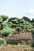 Pinus sylvestris 'Watereri', Pompon