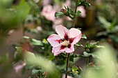 Hibiscus syriacus 'Hamabo'