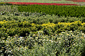 Containerised shrubs in a nursery