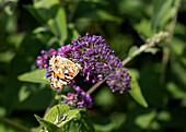 Buddleja davidii