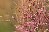 Tamarix ramosissima 'Pink Cascade'