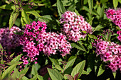 Spiraea japonica