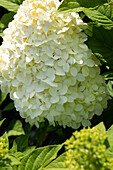 Hydrangea paniculata