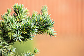 Picea omorika 'Wodan'