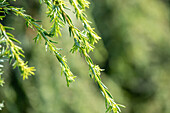 Tsuga canadensis 'Pendula'