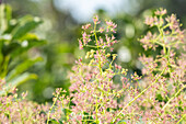 Cotinus coggygria