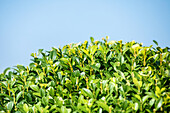 Buxus sempervirens var. arborescens, globe