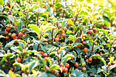 Ilex meserveae 'Winterglanz'®