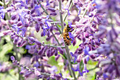 Perovskia atriplicifolia 'Lacey Blue'®