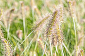 Pennisetum alopecuroides 'Hameln'