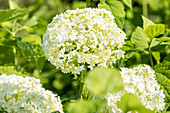 Hydrangea arborescens 'Annabelle'