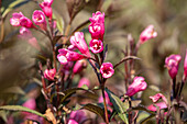 Weigela florida 'Victoria'