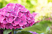 Hydrangea macrophylla, pink