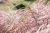 Miscanthus sinensis 'Flamingo'