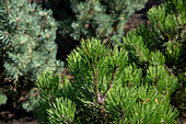 Pinus mugo subsp. mughus