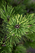 Pinus