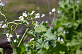 Zitronenfalter an Blüte