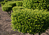 Ilex crenata 'Glorie Gem' Bonsai