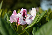 Rhododendron