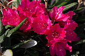 Rhododendron yakushimanum, red