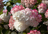 Hydrangea paniculata