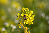 Hoverfly on rape blossom