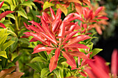 Pieris japonica 'Forest Flame'