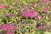 Spiraea japonica 'Anthony Waterer'