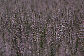 Calluna vulgaris Gardengirls® 'Lisbeth'