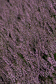 Calluna vulgaris Gardengirls® 'Lena'