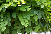 Robinia pseudoacacia 'Umbraculifera'