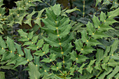 Mahonia media