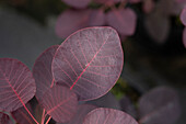 Cotinus coggygria 'Royal Purple'