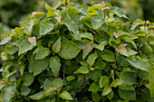 Betula pendula 'Magical Globe'