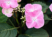 Hydrangea macrophylla, pink disc-shaped flowers