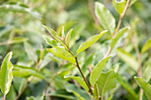 Elaeagnus multiflora 'Edible willow'