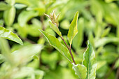 Elaeagnus multiflora 'Edible willow'