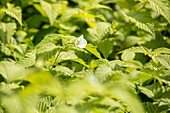 Rhodotypos scandens