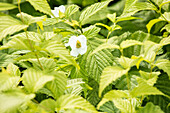 Rhodotypos scandens