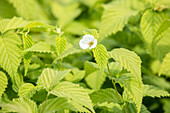 Rhodotypos scandens