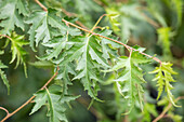 Betula pendula 'Crispa'