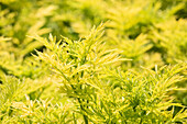 Sambucus nigra 'Golden Tower'