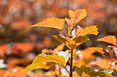 Physocarpus opulifolius 'Amber Jubilee'®